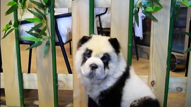 Perro pintado como si fuera un panda en una cafetería de China / RT