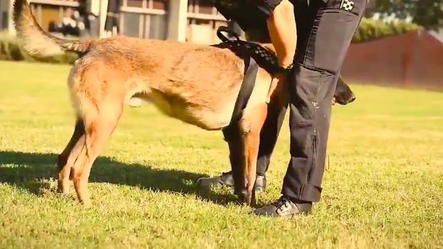 Taz, junto a un agente de la policía municipal / GUARDIA URBANA