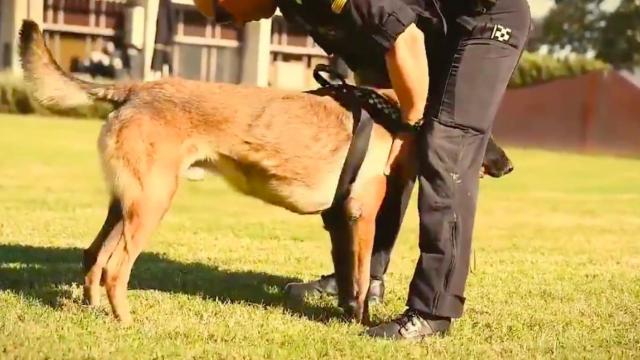 Taz, junto a un agente de la policía municipal / GUARDIA URBANA