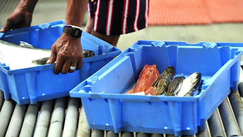 Peix a la Llotja de Barcelona / LLOTJA DE PESCADORS