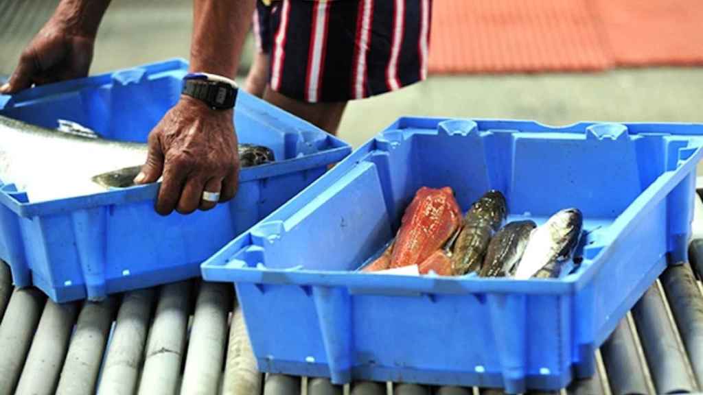 Peix a la Llotja de Barcelona / LLOTJA DE PESCADORS