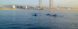 Tres delfines en la playa de la Barceloneta con las torres Mapfre de fondo en una imagen de archivo