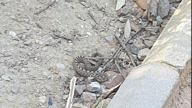 Ésta fue la serpiente que se encontraron unos vecinos en el parque del Carmel el miércoles por la tarde / MA