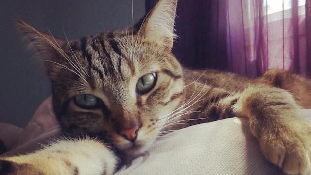 Un gato en una casa / EUROPA PRESS