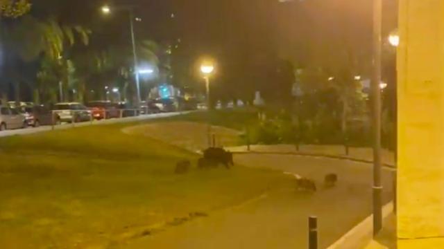 Una manada de jabalíes se pasea por Vallcarca