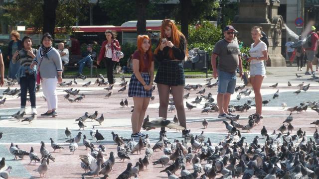 Palomas en plaza Catalunya en una imagen de 2019 / TWITTER