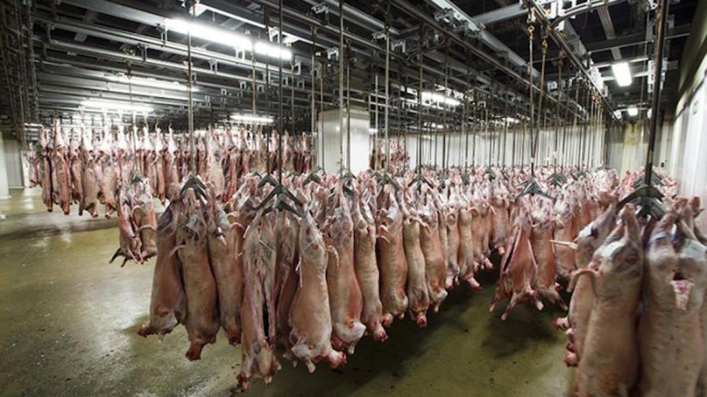 Porcs al escorxadors de Mercabarna / MERCABARNA