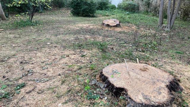 El distrito de Sarrià-Sant Gervasi ha talado dos pinos de los Jardines de Can Ponsic / TWITTER @CanRaventos