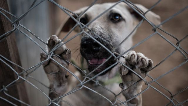 Perro al cuidado de una de las entidades animalistas / EFE