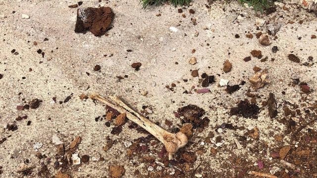 Un hueso en el cementerio de Montjuïc / REDES SOCIALES