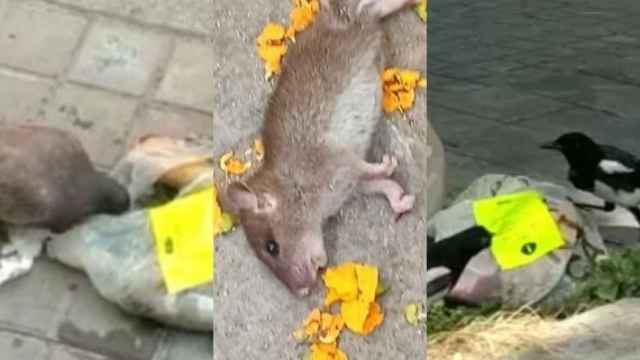 BeFunky collage_570x340