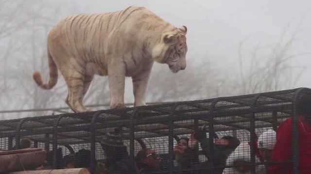 Una de las jaulas del parque, como la que se encontraba la limpiadora cuando la atacó un tigre / PARQUE SAFARI RANCAGUA