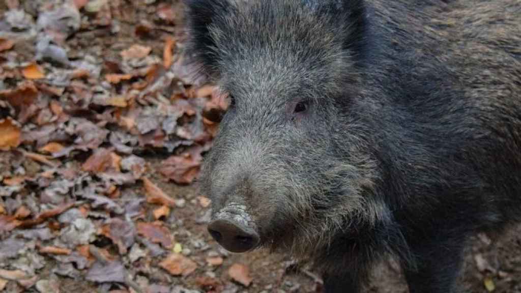 Exemplar de senglar en una imatge d'arxiu / PIXABAY