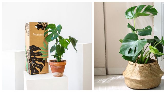 Dos ejemplos de la planta monstera, una de ellas de la compañía Monstera / CEDIDA