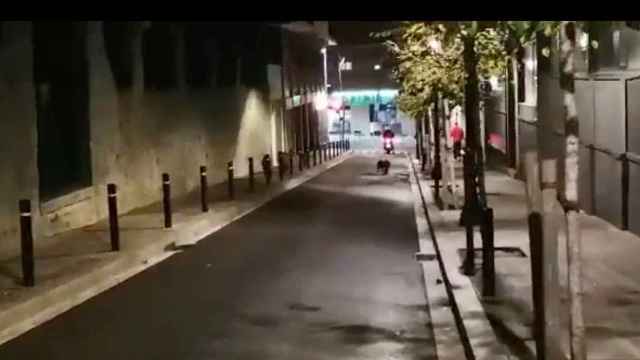 Una manada de jabalíes, este jueves, junto al paseo de Sant Gervasi / TWITTER JORDINA BARCELÓ