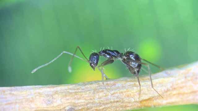 Ejemplar de hormiga loca