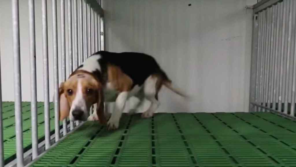 Un dels gossos beagle del vídeo que denuncia el maltractament animal a Vivotecnia / CRUELTY FREE INTERNATIONAL
