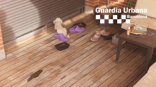 Perro abandonado en el Poblenou y rescatado por la policía / GUARDIA URBANA