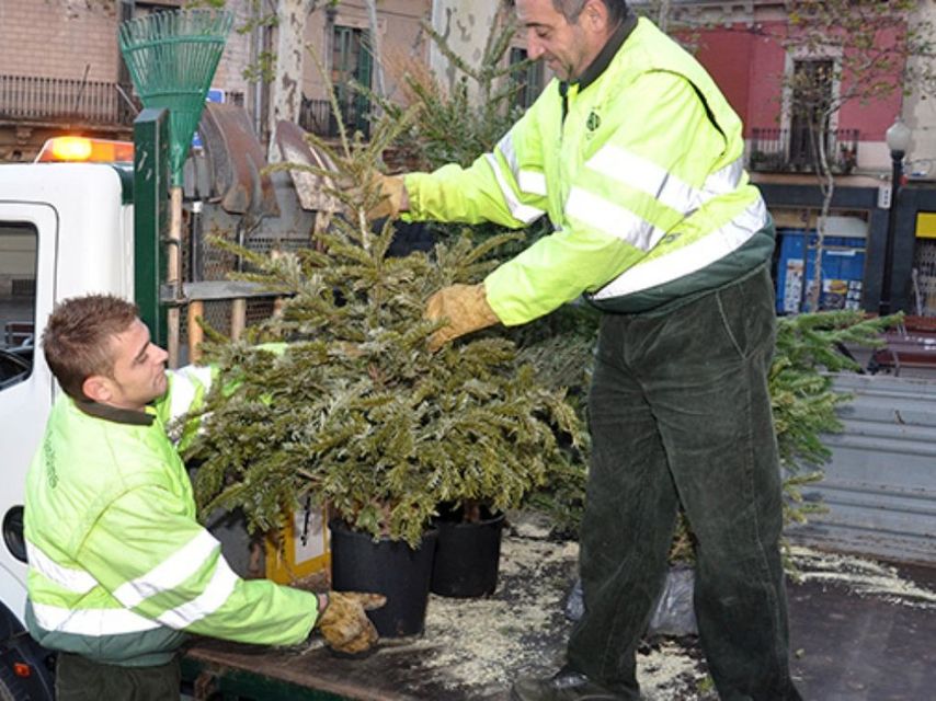 Dos funcionaris municipals recullen arbres de Nadal usats / AJUNTAMENT