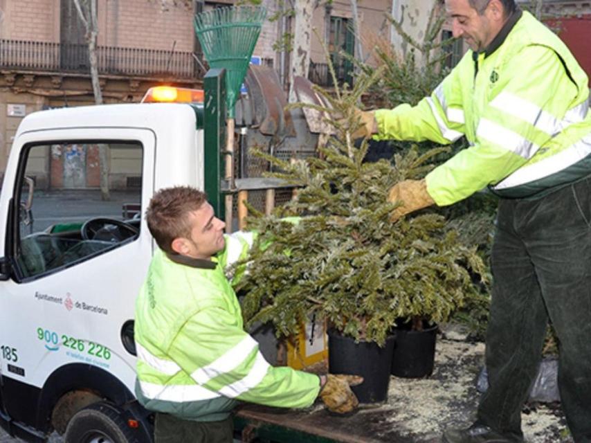 Dos funcionarios municipales recogen árboles de Navidad usados / AYUNTAMIENTO