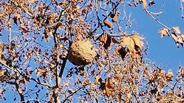 Nido de avispa asiática junto a una parada de bus en Nou Barris / KARMAHAI - TWITTER