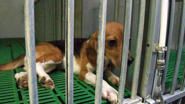 Imagen de un beagle como los que se usarán en el experimento de la UB y Vivotecnia / CRÓNICA GLOBAL