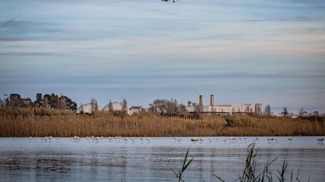 Flamencos en el delta del Llobregat / AYUNTAMIENTO DEL PRAT DE LLOBREGAT