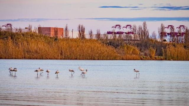 Flamencos en el delta del Llobregat / AYUNTAMIENTO DEL PRAT DE LLOBREGAT