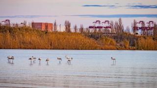 Flamencos en el delta del Llobregat / AYUNTAMIENTO DEL PRAT DE LLOBREGAT