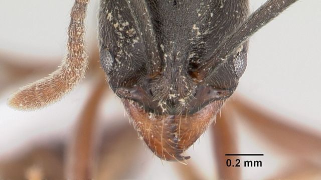 Imagen de una 'B. chinensis', la temida hormiga asiática que investigadores de Barcelona han descubierto por primera vez en Europa / WIKIMEDIA COMMONS