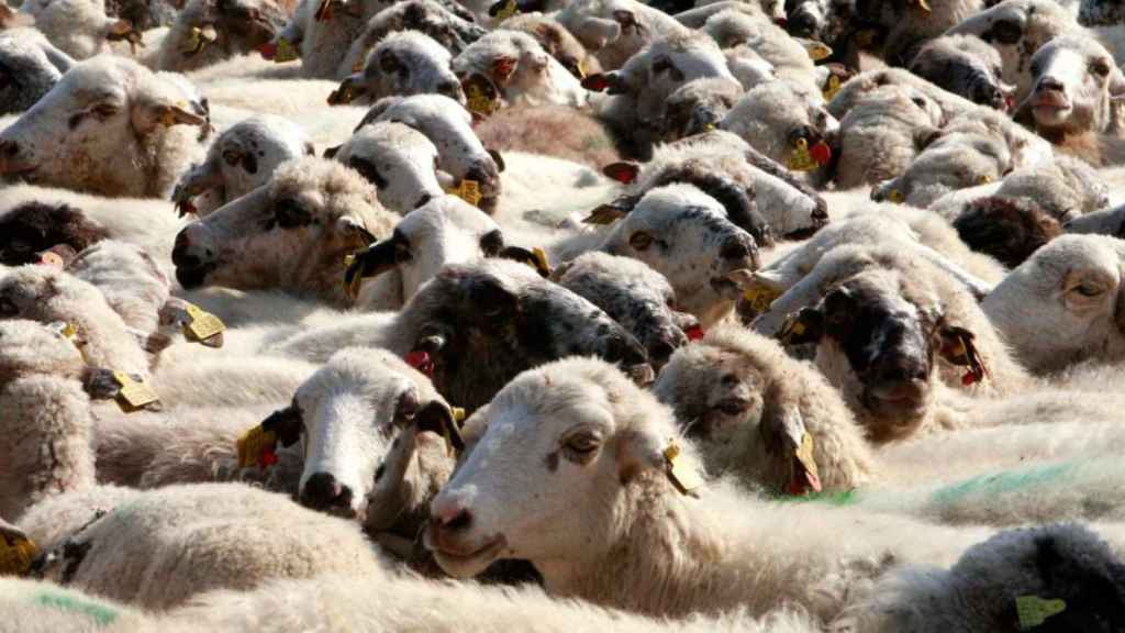 Un ramat d'ovelles en una imatge d'arxiu / EFE