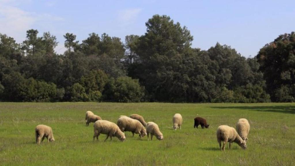Ramat d'ovelles en una imatge d'arxiu / JUNTA