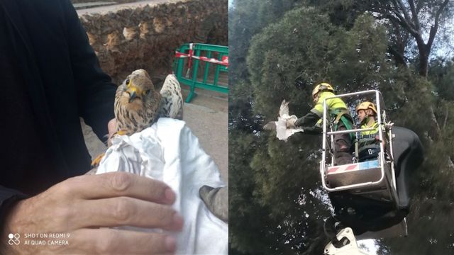 Rescate del cernícalo común de un pino del Park Güell / TWITTER