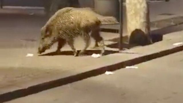 Imagen de un jabalí en la avenida Gaudí, en el barrio de la Sagrada Família / REDES SOCIALES