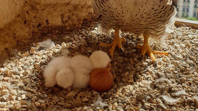 Halcones peregrinos que han nacido en la Sagrada Família y su madre / GALATHUS