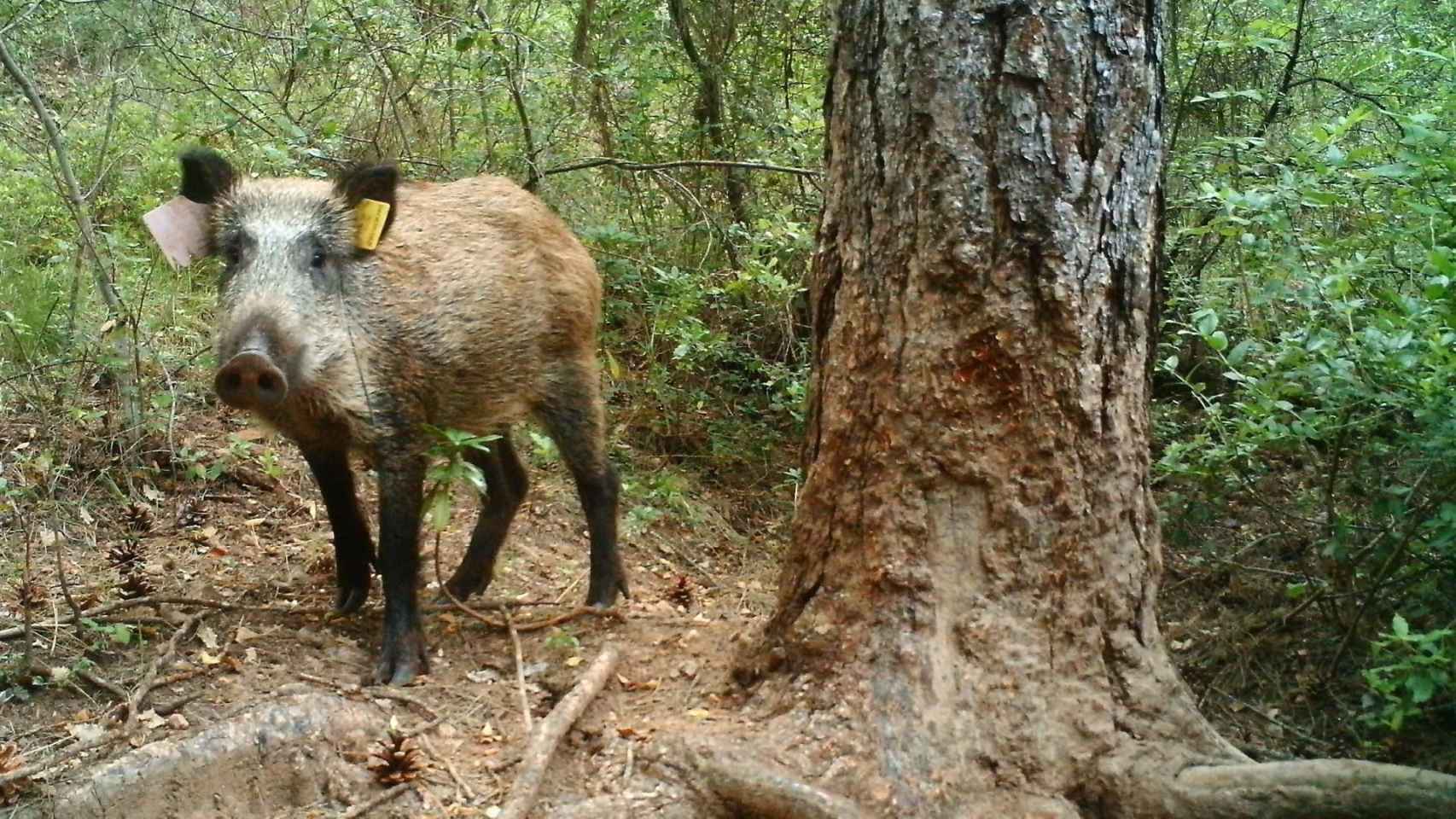 La peste porcina africana se propaga: aparecen otros cuatro jabalíes muertos en Collserola