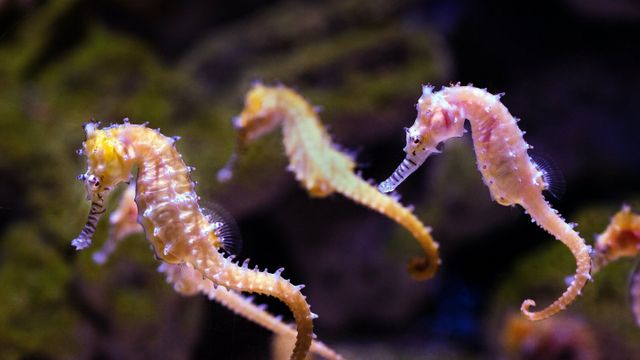 Caballitos de mar en una imagen de archivo