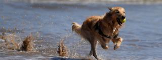 Un perro juega con una pelota en una playa habilitada para perros / EFE