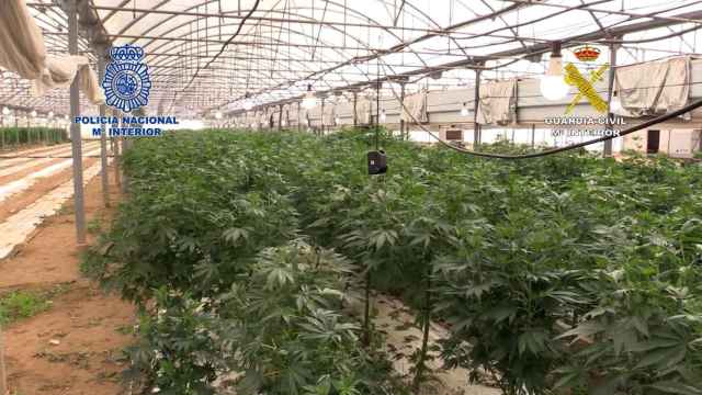 La plantación de marihuana encontrada en Vilassar de Mar (Barcelona) / GUARDIA CIVIL Y POLICÍA NACIONAL