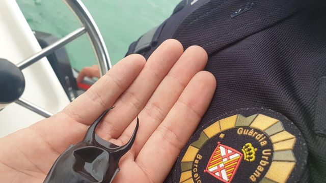 Supuesto huevo de tiburón encontrado en una playa de Barcelona / GUARDIA URBANA