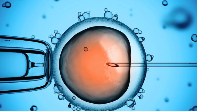 Recreación de la fertilización de una célula del óvulo: Ciencia y tecnología revolucionan la reproducción asistida / QUIRÓNSALUD (ST)