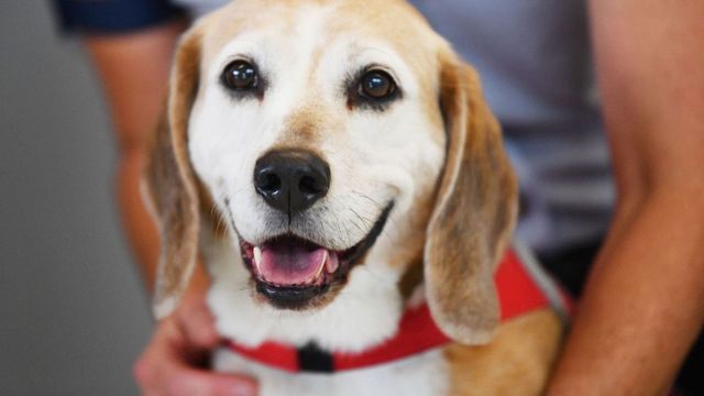 Un perro junto a su dueño / EFE