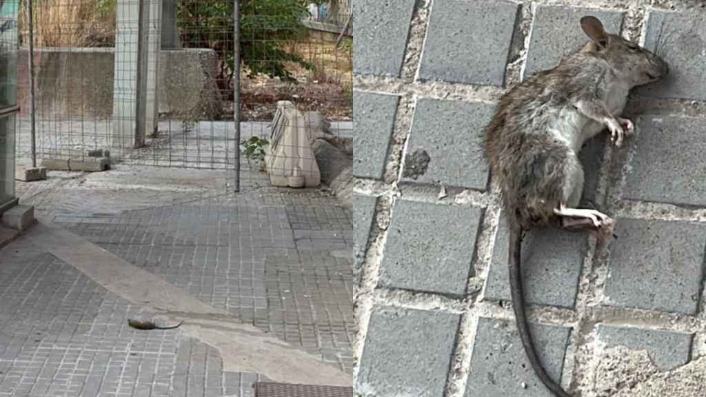 Ratas muertas en Barcelona en una imagen de archivo / CEDIDA
