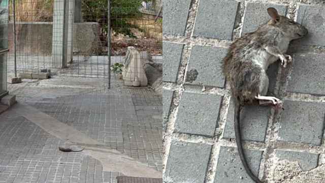 Ratas muertas en Barcelona en una imagen de archivo / CEDIDA