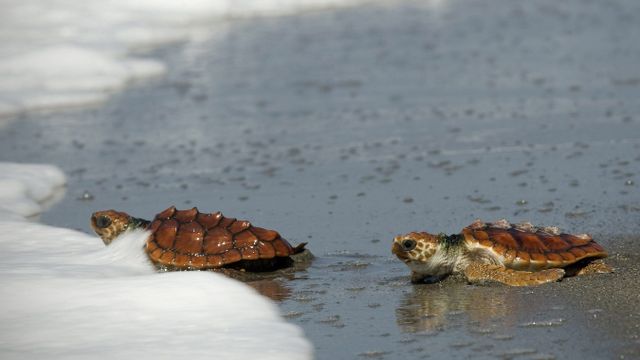 Dos ejemplares de tortuga boba en la playa / EFE