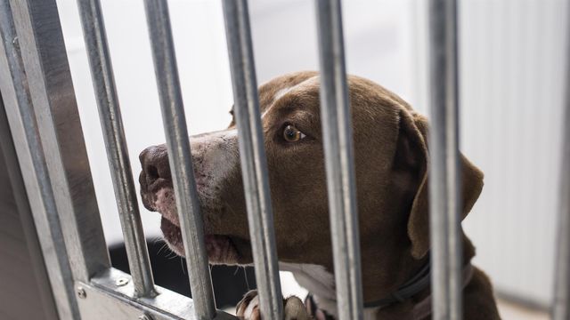 Un perro en un centro de protección animal / EUROPA PRESS - Alejandro Martínez Vélez