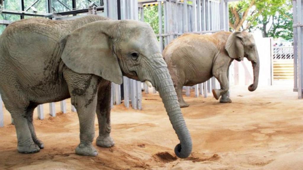 Les elefants al Zoo de Barcelona / ZOO DE BARCELONA