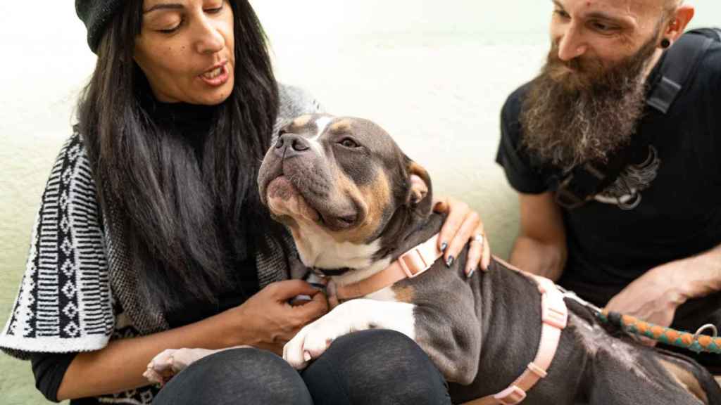 Una parella coneix la gossa que adoptarà a la gossera municipal de Barcelona / LUIS MIGUEL AÑÓN - METRÒPOLI