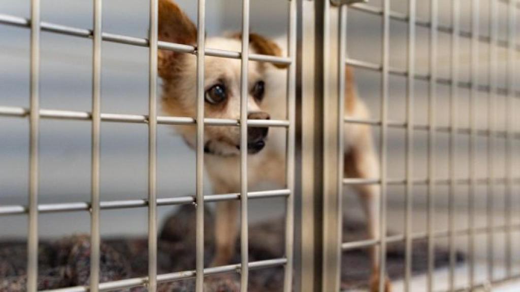 Un gos d'edat avançada al CAACB