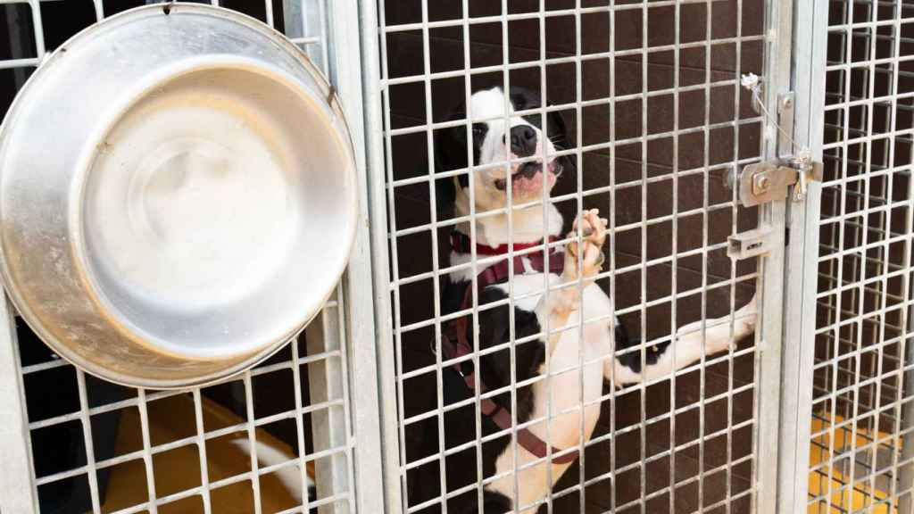 Centro de Acogida de Animales